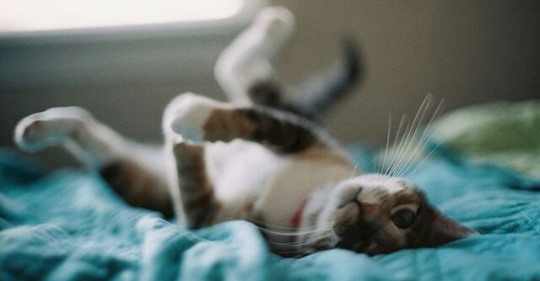 Ученые смогли доказать, что спать с собаками и кошками в одной постели очень полезно
