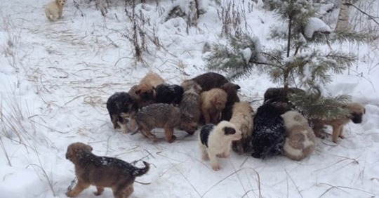 Мужчина нашел в лесу 20 беззащитных щенков, которых выбросили в метель