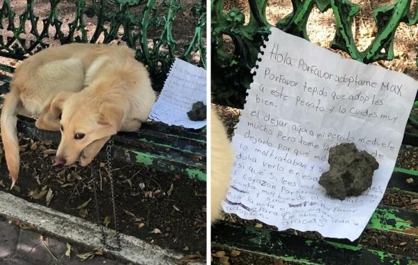 Ребёнок оставил свою собаку в парке с трогательной запиской, потому что его родители плохо с ней обращались