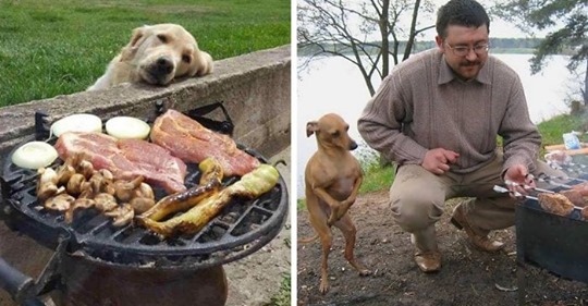 15 фото с собаками, когда просто невозможно отказать, если они смотрят на еду