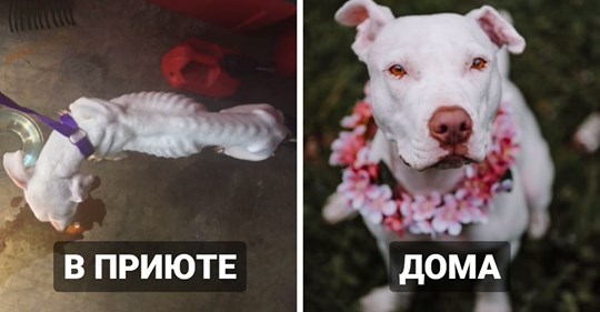 18 трогательных примеров того, как изменились собаки, когда после приюта обрели настоящий дом
