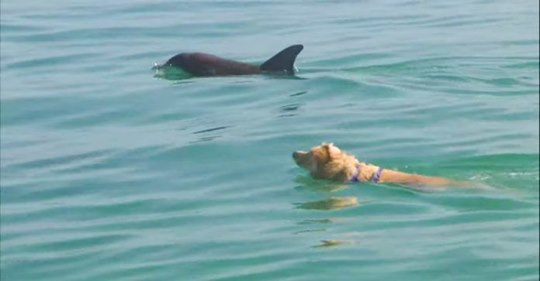 Собака ежедневно совершает заплывы с дельфином