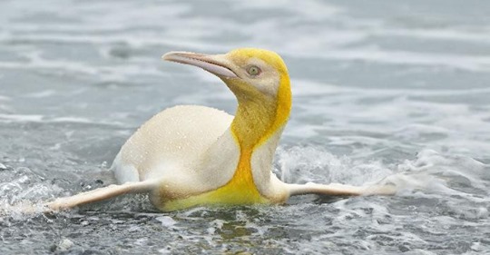Единственный в своем роде желтый пингвин впервые попал на фото  
