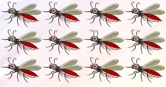 Сможете за 15 секунд найти комарика, не похожего на остальных?  