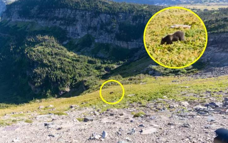 Туристка продолжала снимать медведя, не слыша криков родных, пока зверь приближался. Но встреча прошла хорошо