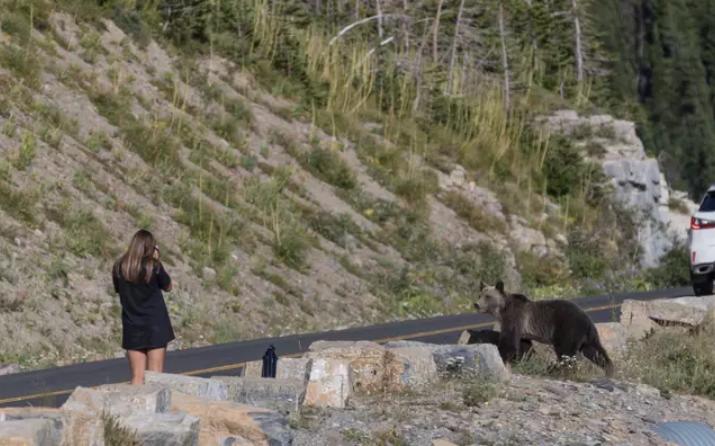 Туристка продолжала снимать медведя, не слыша криков родных, пока зверь приближался. Но встреча прошла хорошо