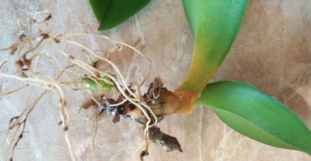 Как правильно нарастить корни у орхидеи: простой способ