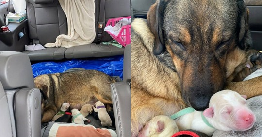 Семья из Техаса 12 часов провела в машине, чтобы собака родила в тепле  