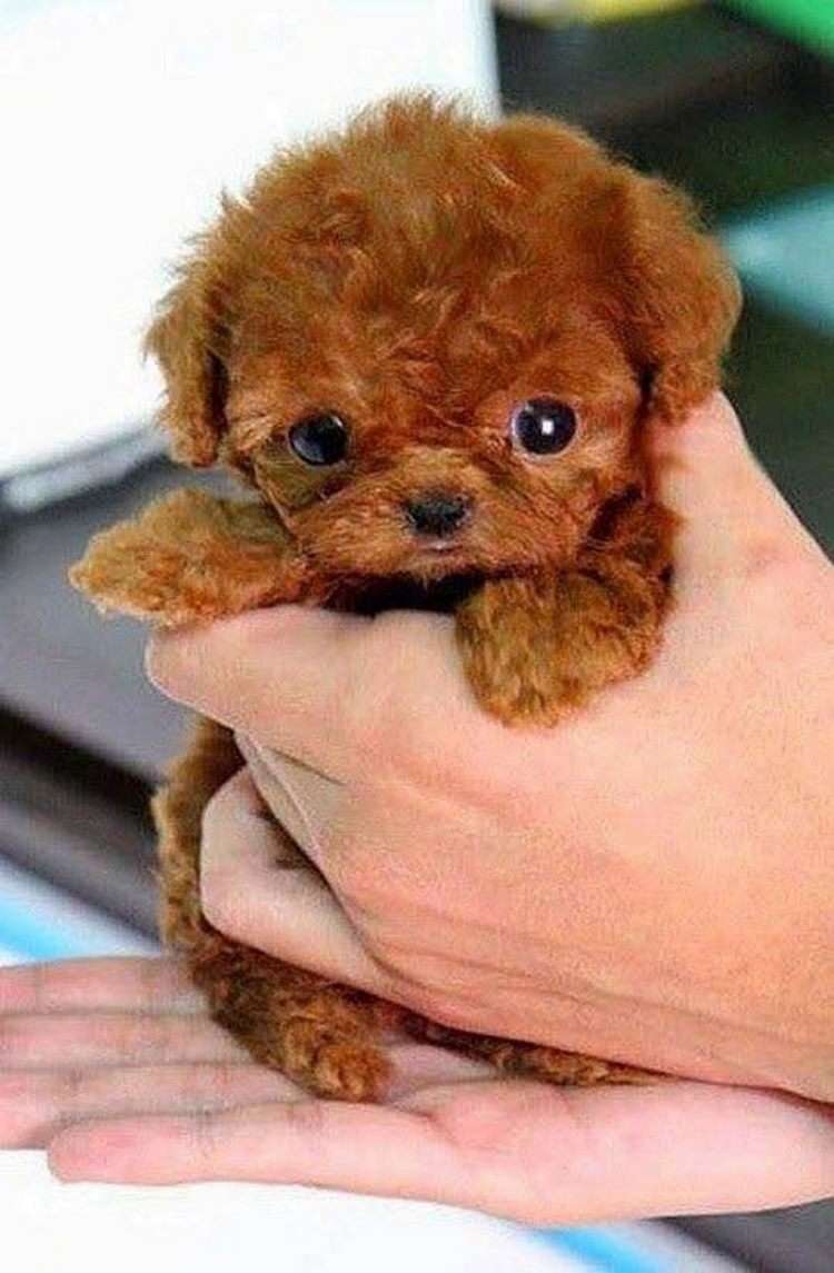 Порода самой маленькой собачки