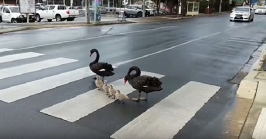 Семейство лебедей пешеходов соблюдает правила дорожного движения