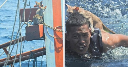 4 кошек в Таиланде спасали с тонущего судна. Местный моряк сыграл для них роль плота, и выглядело это мимими