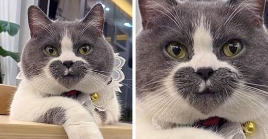 «Что-то пошло не так»: ТОП-10 кошек с самым экзотичным окрасом