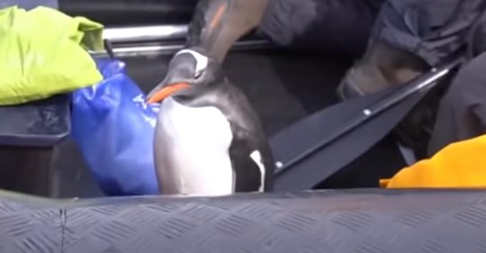 Пингвин спасся от стаи касаток, потому что запрыгнул в лодку к туристам  