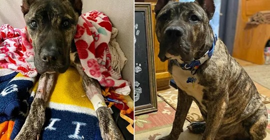 Истощённая собака за месяц набрала 20 кг и даже нашла друзей 