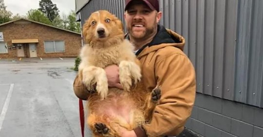 Собаку нашли через 2 месяца после того, как ее унес торнадо