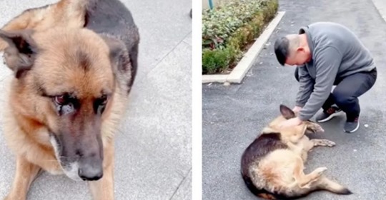 Собачья верность: пес расплакался, встретив бывшего напарника