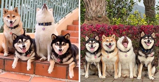 Хозяйка 4 собак делится снимками своих питомиц, одна из которых всегда портит фото. И такой друг есть у всех