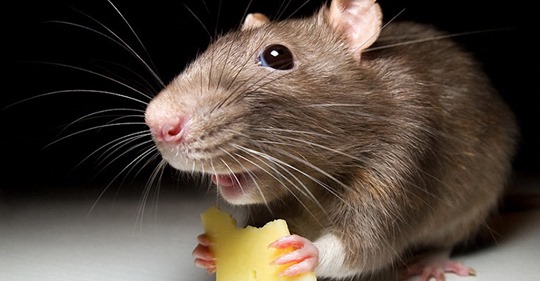 4 эксперимента с мышами, которые еще больше раскроют человеческую сущность