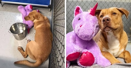 В США бродячий пёс 5 раз пытался украсть игрушку-единорога из магазина. Его поймали и изменили жизнь к лучшему