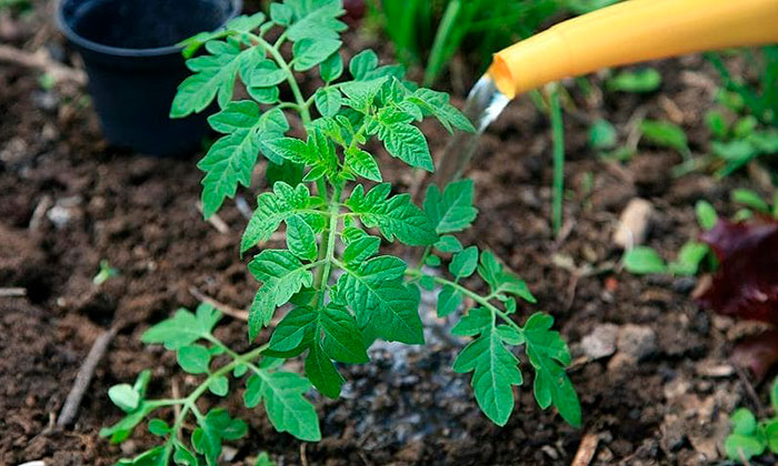 Основные ошибки при поливе помидоров, из за которых снижается объем урожая