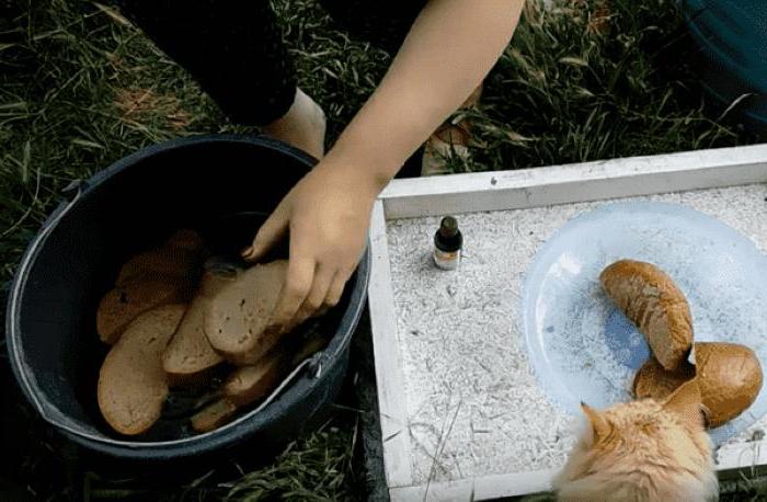 Одна из лучших подкормок для огурцов увеличит их урожай: как приготовить раствор