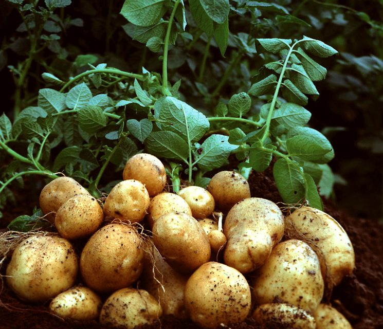 Выкопать 10 кг картофеля с 1 квадратного метра   реально! Проверенный способ посадки картофеля, позволяющий собрать большой урожай