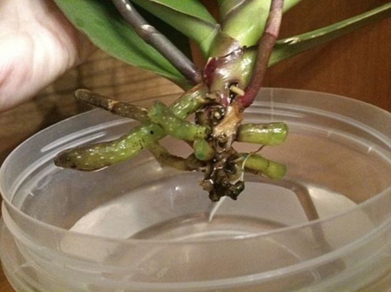 Сколько держать орхидею в. Корневая шейка орхидеи фаленопсис. Ризоктониоз орхидеи фаленопсис. Растущие корни орхидеи фаленопсис.