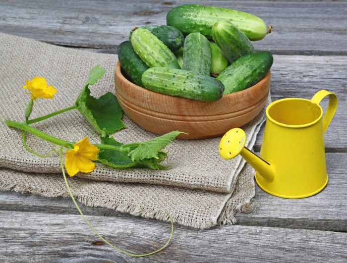 Чтобы увеличить урожай огурцов, используем йод и зеленку: простые, но очень эффективные рецепты подкормки