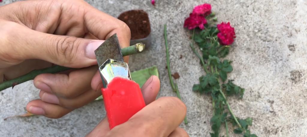 Как укореняют розу в Азии: трут черенком об листик алоэ (необычный метод)