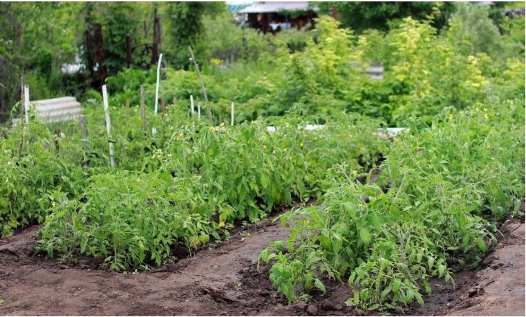 Посадите рассаду помидоров вместе с чесноком: универсальный способ борьбы с фитофторой, тлей, белокрылкой и другими вредителями