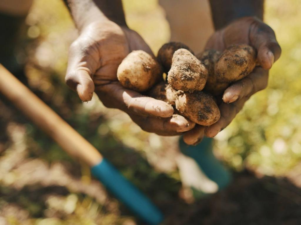 Спасает от прыщей и не только: нестандартное применение картофеля