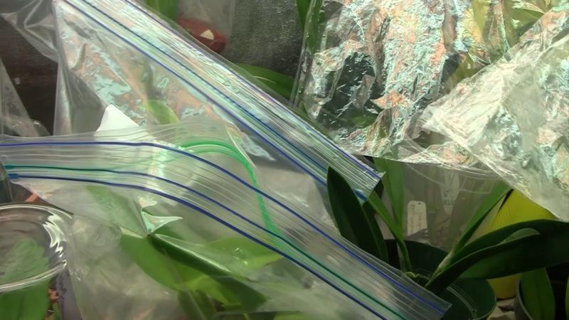 Простой трюк с пакетом, о котором мало кто знает: укрепляем корни орхидей