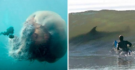 Топ-10: фотографии, после просмотра которых вам расхочется плавать в океане