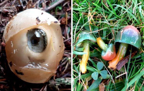 20 раз, когда обычный поход за грибами закончился удивительными находкам из мира грибного царства