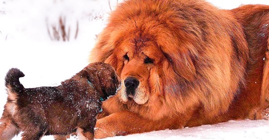 Тибетский мастифф из Румынии признан самым красивым псом мира
