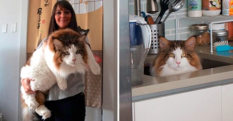 Самый большой кот Нью-Йорка, больше метра в длину и весом почти 13 килограмм