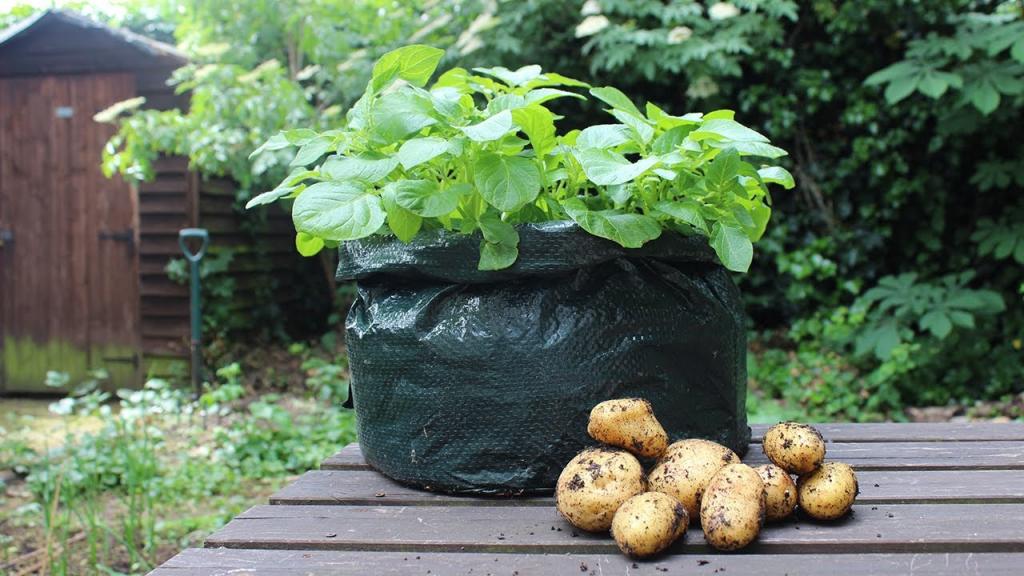 Урожай 3 раза в год: метод выращивания, благодаря которому молодой картофель можно есть с весны до поздней осени