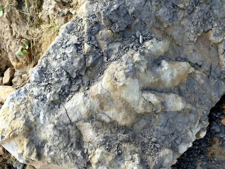 Женщина, собирающая моллюсков, случайно обнаружила след динозавра Юрского периода