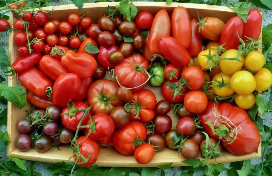 Три подкормки и стимулятор роста: что нужно сделать, чтобы увеличить урожай томатов вдвое