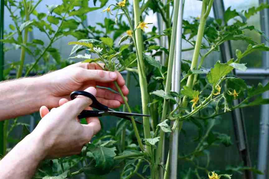 Убираем лишние листья у помидоров: как правильно и зачем это делать (дело не только в урожайности)