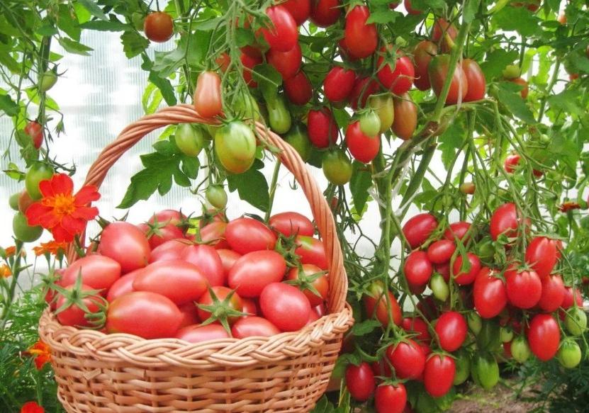 Три подкормки и стимулятор роста: что нужно сделать, чтобы увеличить урожай томатов вдвое