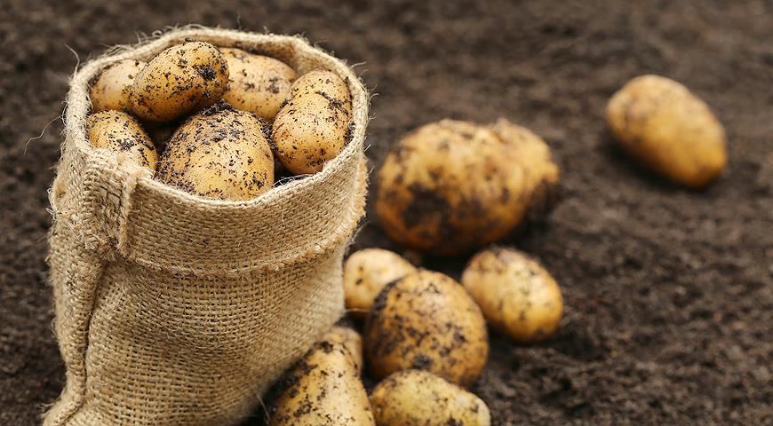 Как определить время посадки картофеля на глаз и другие народные приметы
