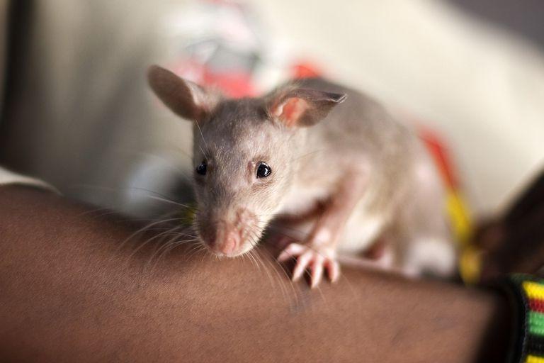 За спасение жизней: как в Африке крысу наградили почетной медалью