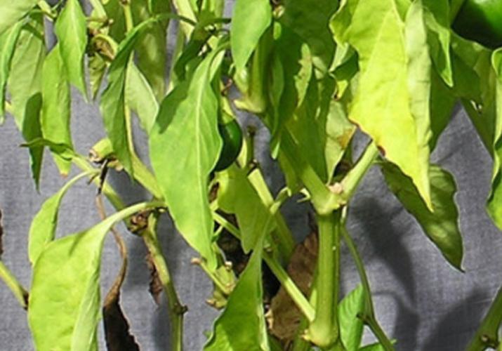 Как определить недостаток элементов для нормального развития рассады: поможет цвет листьев