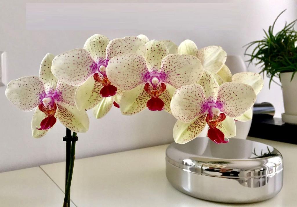 Как заставить стебель орхидеи пустить побеги: необычный, простой и высокоэффективный способ размножения растения
