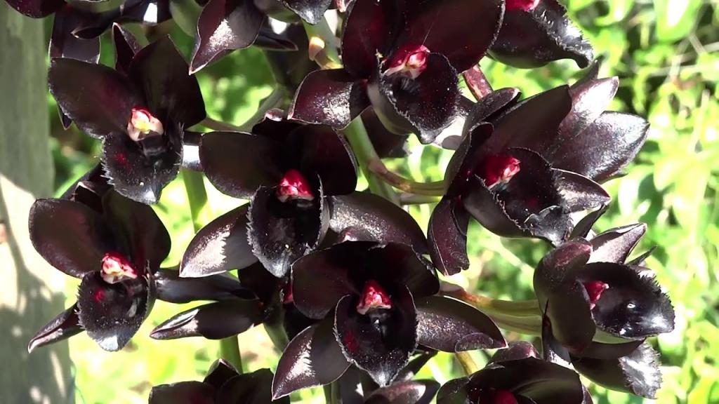 Зачем опытные любители орхидей посыпают растения приправой: лайфхак с корицей для защиты зеленого питомца
