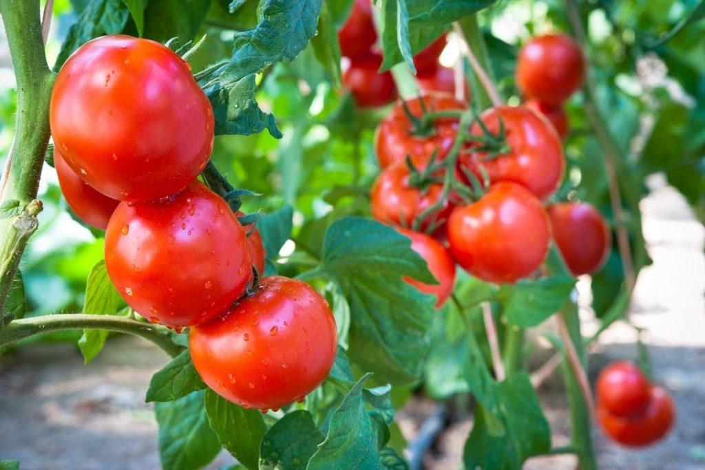 Секрет сладких и крупных помидоров кроется в луковой шелухе и  волшебном зелье 