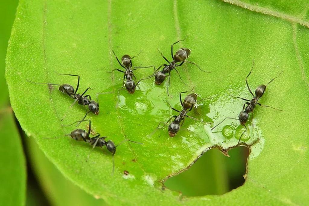 Нужна кожура от переспелых бананов: простой способ избавиться от муравьев в огороде