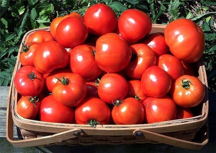 Метод посадки помидоров с дрожжами: каждый год собираем урожай ведрами