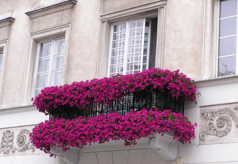 Какие цветы выращивать на балконе, чтобы цвели все лето